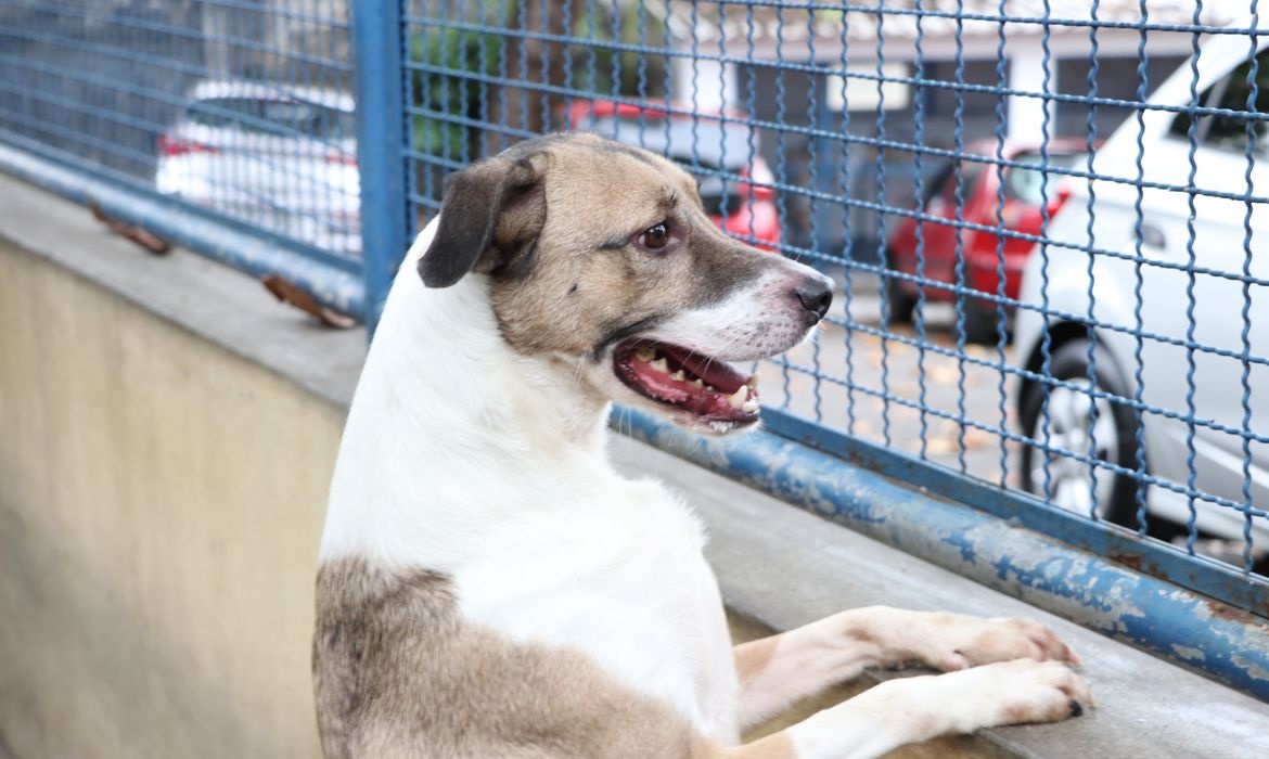 Primeira delegacia de repressão a crimes contra animais é instalada em Brasília