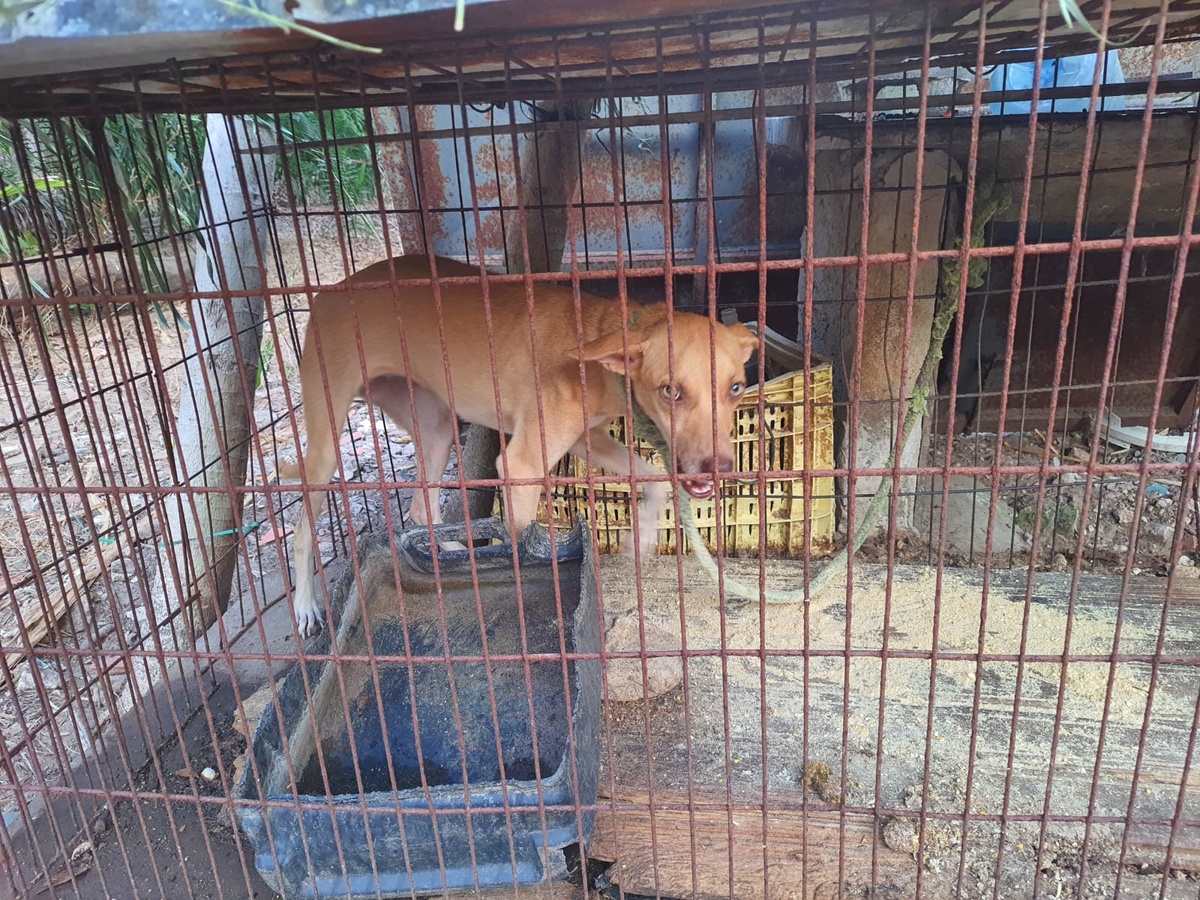 Cães vitimas de maus tratos