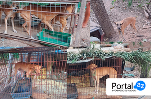Cães vitimas de maus tratos (Foto: Polícia Ambiental/Edição Portal AZ)