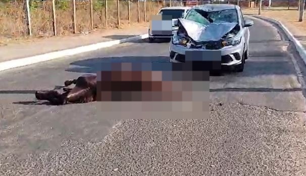 Cavalo morre em colisão com carro