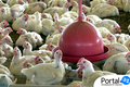 Brasil inicia reabertura de mercados para exportação de frango