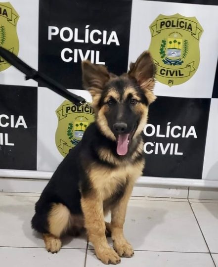 Filhote Roubado