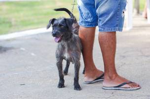 Selo Pet (Foto: Governo do Piauí)