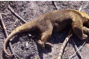 Vários animais morreram com o fogo (Foto: Reprodução/ Clique Piripiri)