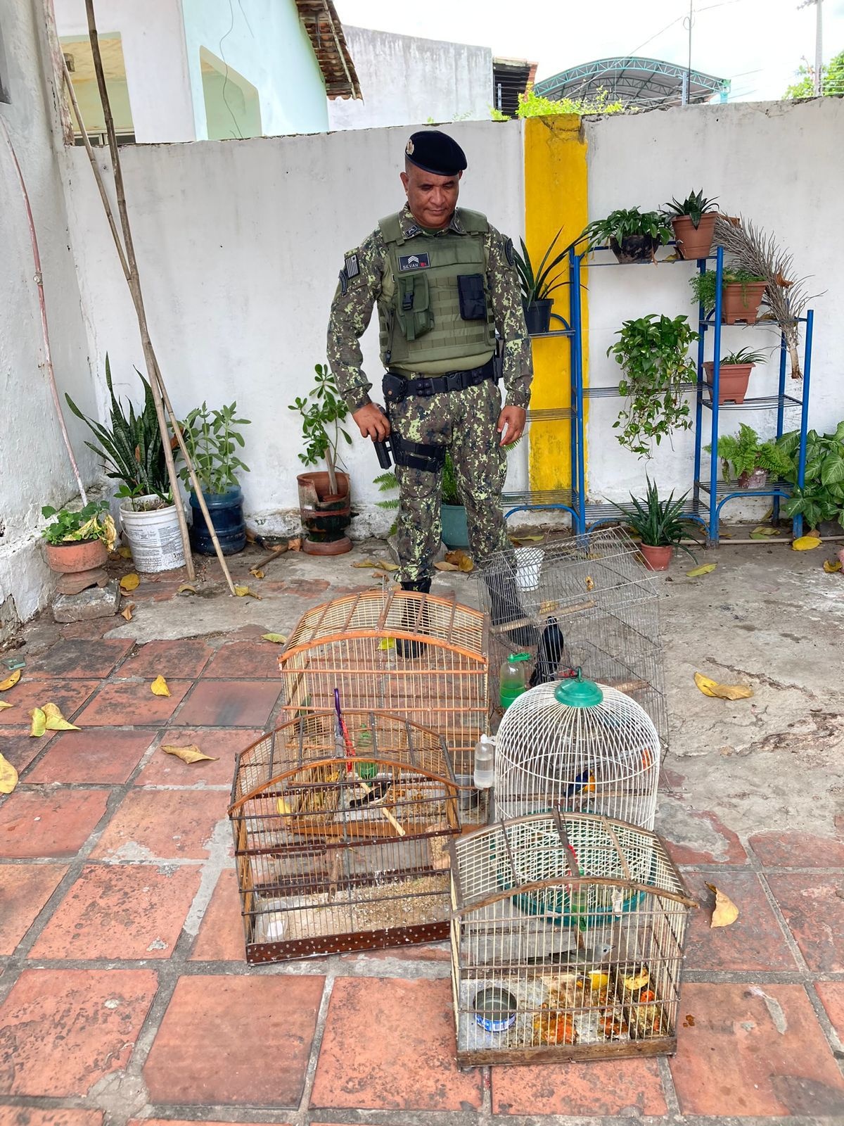 Animais resgatados