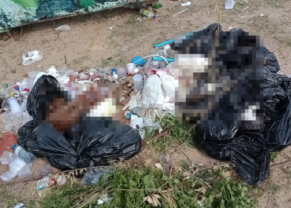 Ao todo, 20 corpos de animais adultos e filhotes foram encontrados em sacos de lixo na rodoviária de Parnaíba