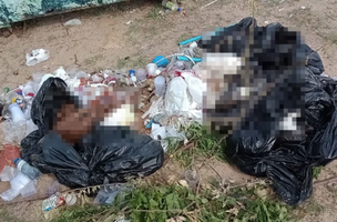 Ao todo, 20 corpos de animais adultos e filhotes foram encontrados em sacos de lixo na rodoviária de Parnaíba (Foto: Reprodução)