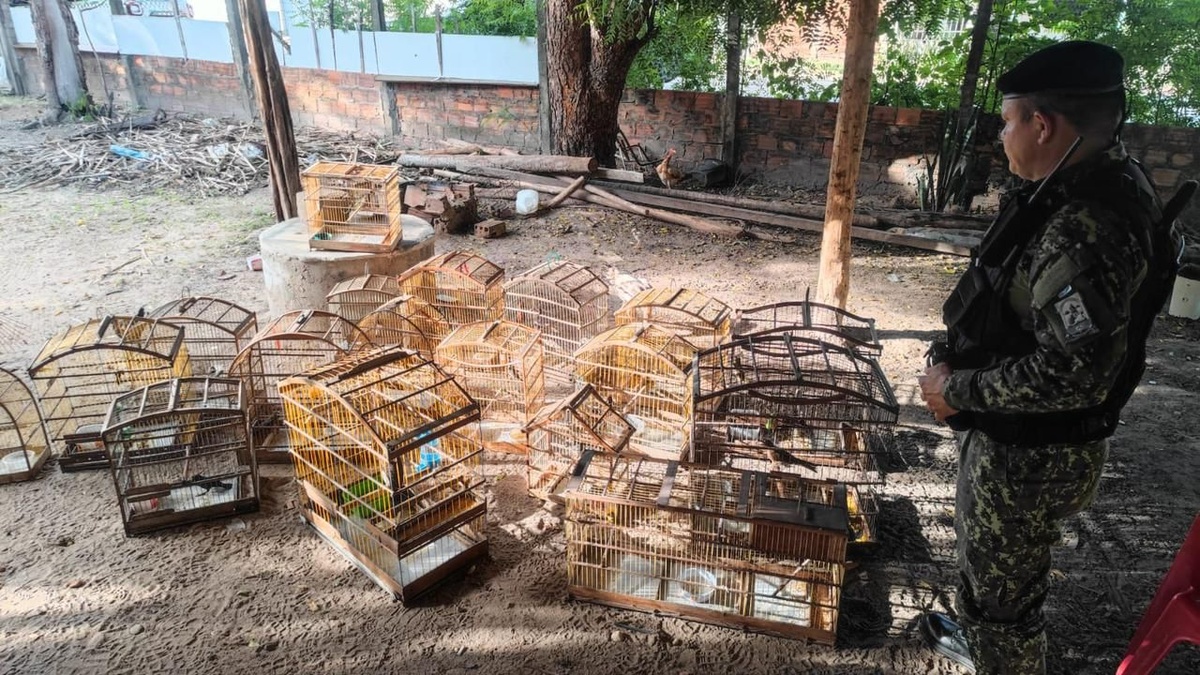 Aves resgatadas
