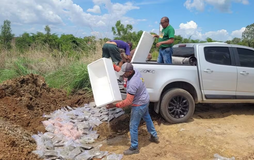 Carga de uma tonelada de camarão é destruída por irregularidades na tratamento e transporte