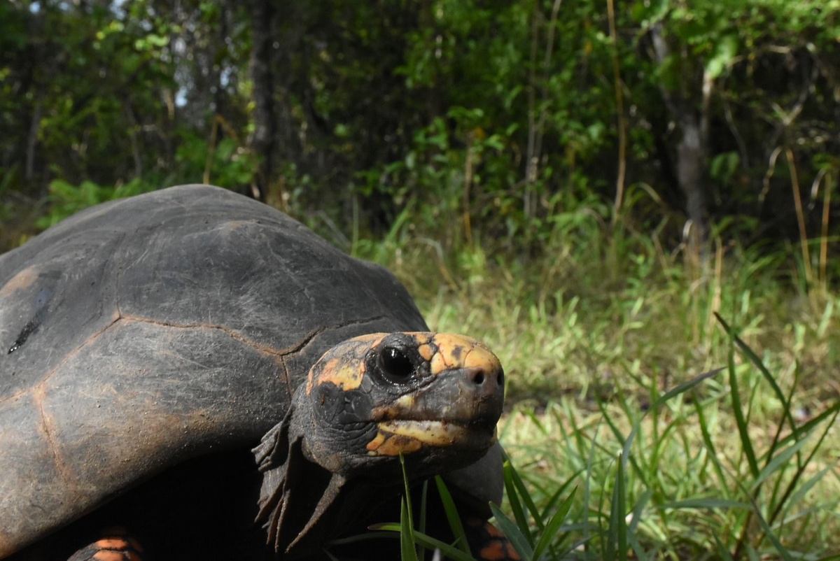 Devolução de animais silvestres à natureza