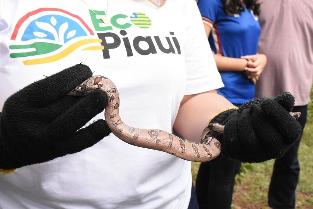 Devolução de animais silvestres à natureza