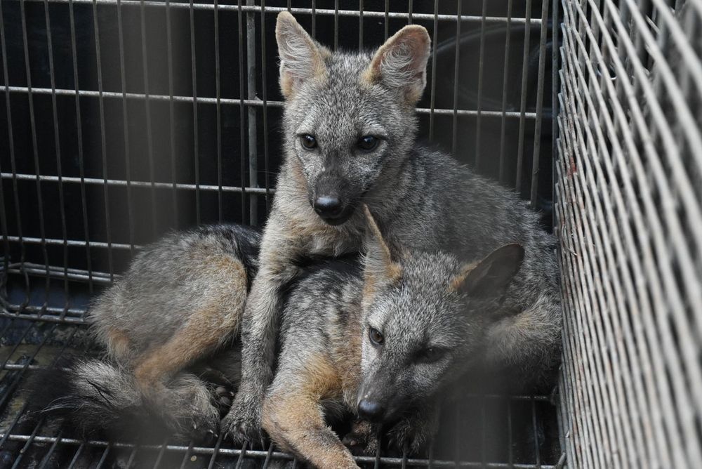 Devolução de animais silvestres à natureza