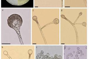 Lichtheimia Piauiense, nova espécie de fungo (Foto: UFDPar)