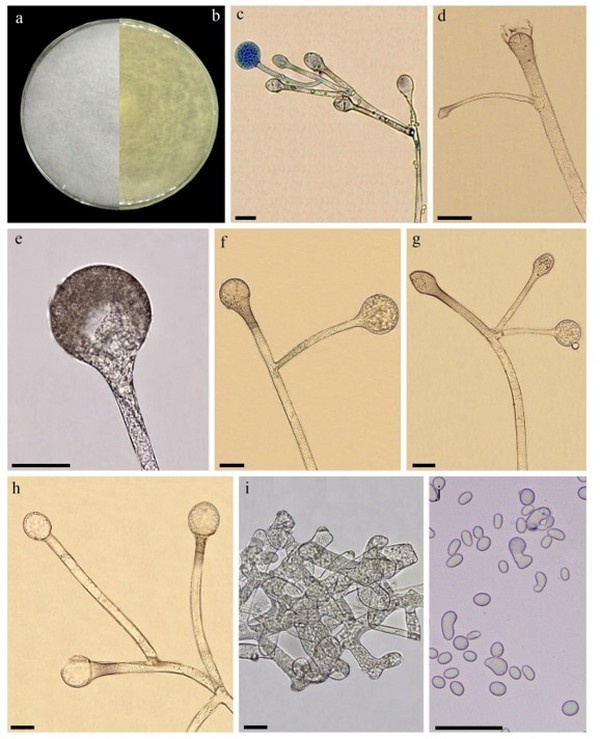 Lichtheimia Piauiense, nova espécie de fungo