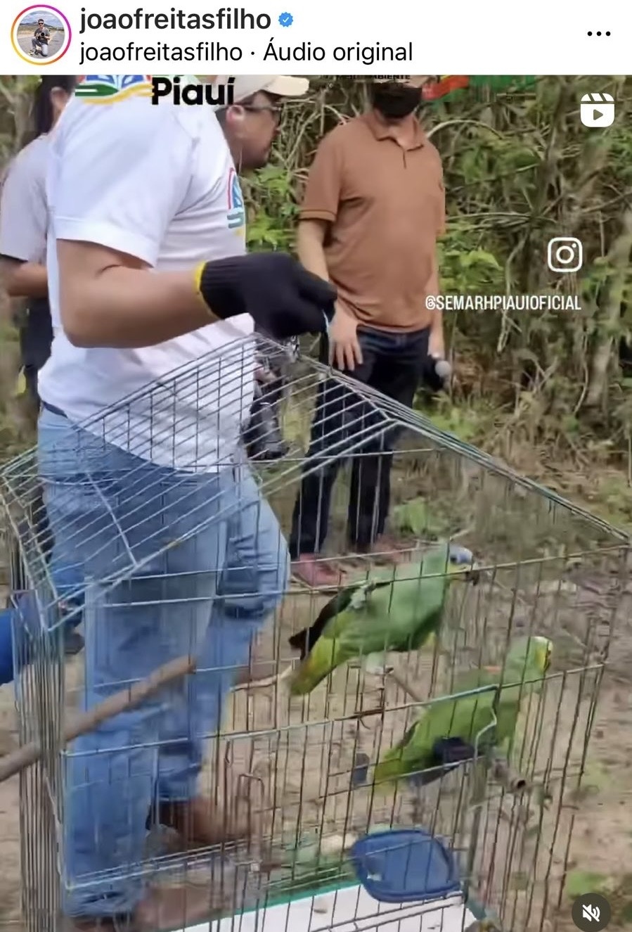 Papagaios domesticados devolvidos à natureza. Eles resistirão?