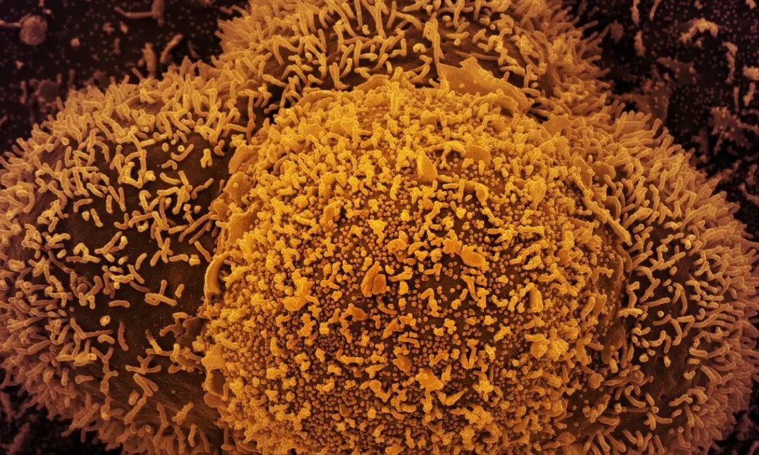 Subvariante Ômicron