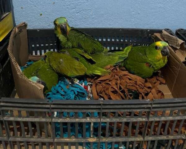 177 aves silvestres ameaçadas de extinção foram resgatadas em cativeiro no Ceará