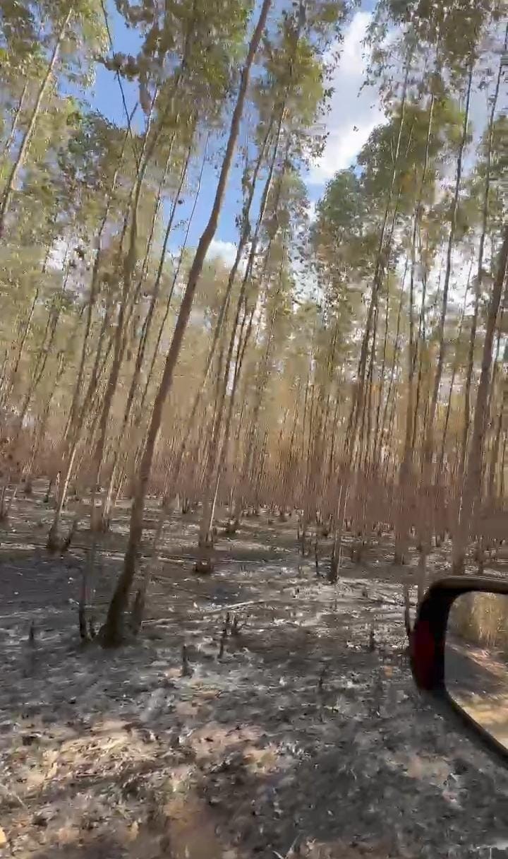 Fogo consumiu dezenas de hectares nos municípios atingidos