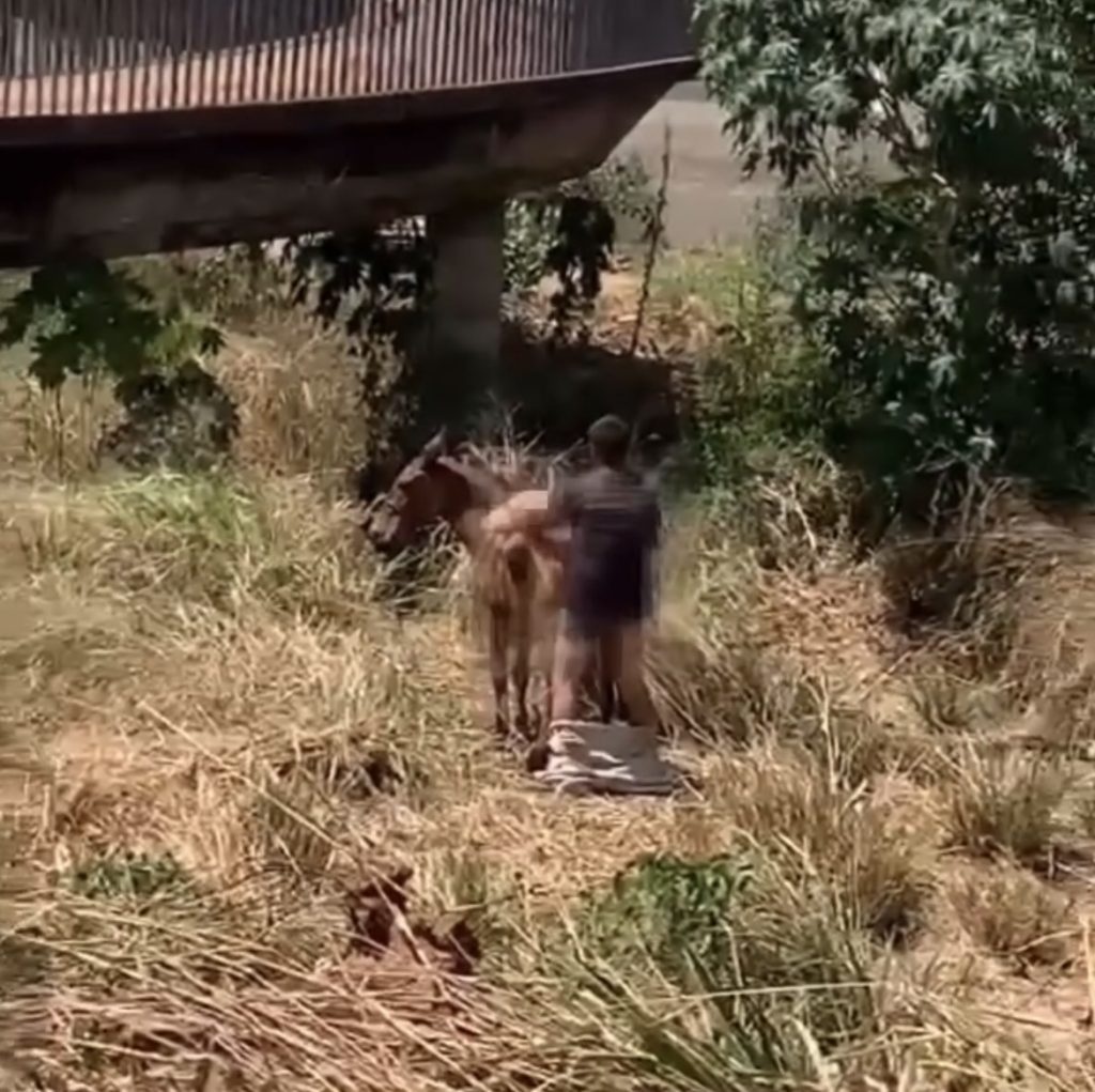 Homem é flagrado abusando de égua em Picos; polícia procura o suspeito