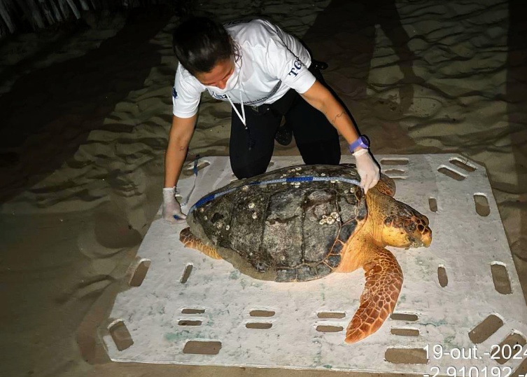 Tartaruga resgatada em Cajueiro da Praia
