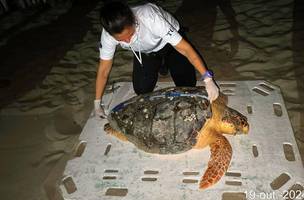 Tartaruga resgatada em Cajueiro da Praia (Foto: Divulgação)