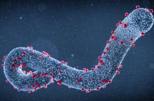 Vírus Marburg é altamente infeccioso e pertence à mesma família do vírus Ebola• Thom Leach/Science Photo Library/Getty Images (Foto: • Thom Leach/Science Photo Library/Getty Images)