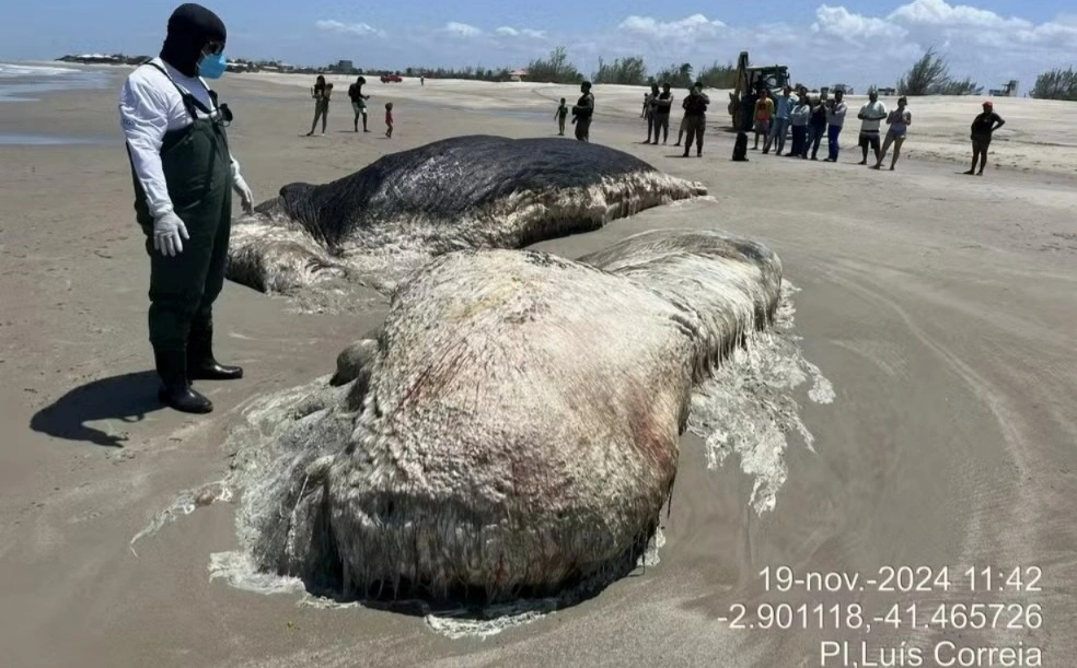 Baleia em estado de decomposição encalha em Praia de Maramar