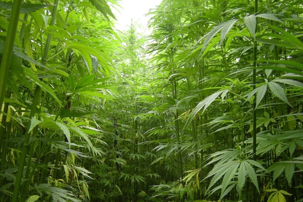 Cânhamo industrial, planta com menos de 0,3% de THC, que é o composto psicoativo da cannabis.