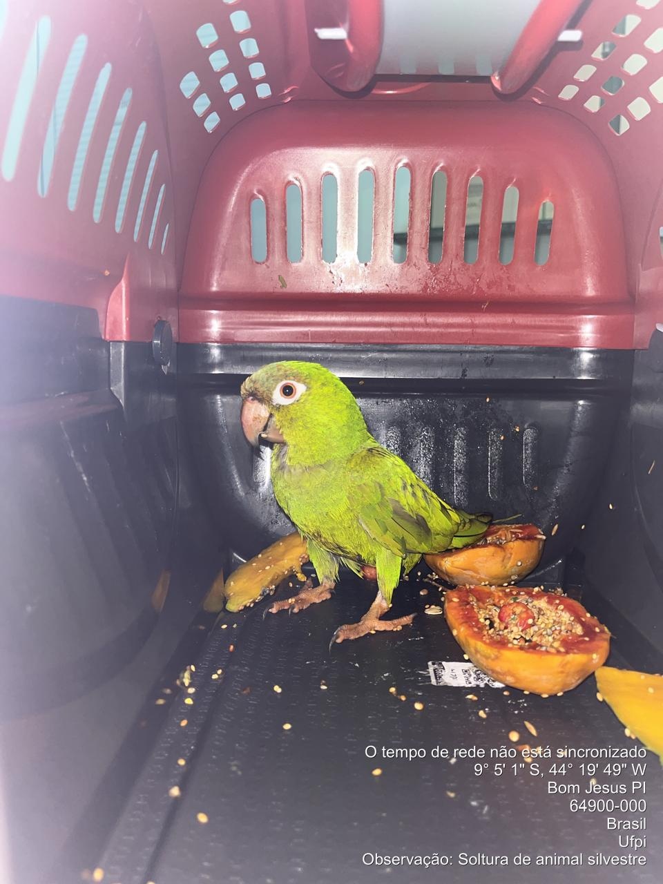 Suspeita de trauma leva equipe a adotar medidas anti-inflamatórias no animal durante a reabilitação.