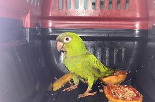 Suspeita de trauma leva equipe a adotar medidas anti-inflamatórias no animal durante a reabilitação. (Foto: Reprodução)