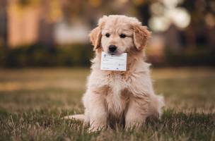 Cães e gatos terão carteira de identidade em 2025 (Foto: Reprodução)