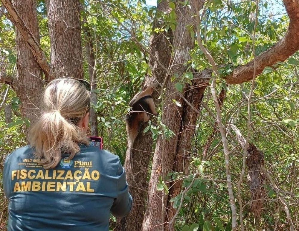 Fiscalização ambiental.