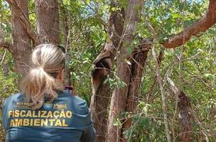 Fiscalização ambiental. (Foto: Reprodução/Semarh)