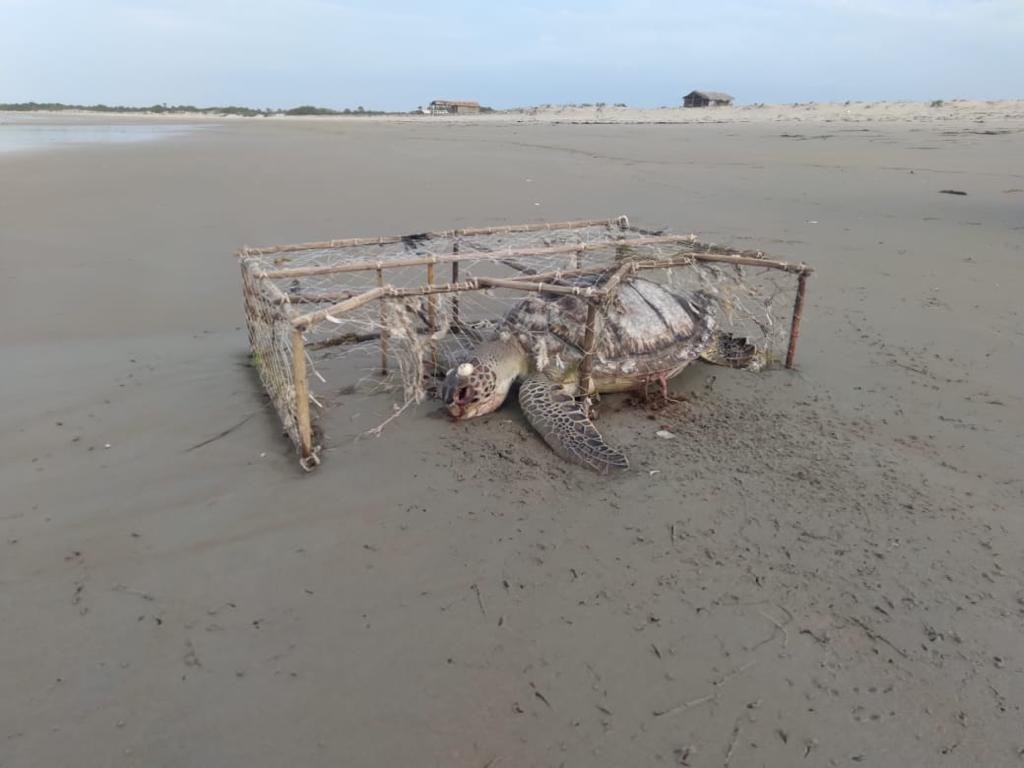 Tartaruga presa em rede de pesca