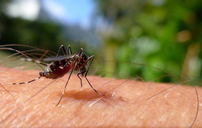Aedes Aegypti