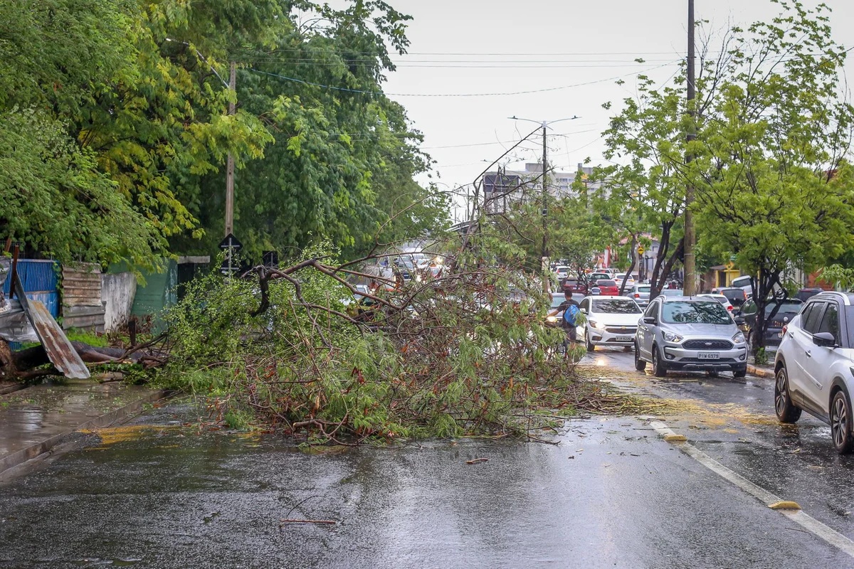 Árvore cai na avenida Duque de Caxias com a forte chuva nesta sexta (16)