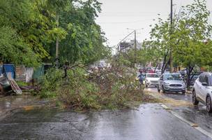 Árvore cai na avenida Duque de Caxias com a forte chuva nesta sexta (16) (Foto: Reprodução)