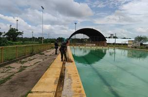 BPA resgata jacaré na piscina do Setor de Esportes da Universidade Federal do Piauí (Foto: BPA/CETAS)