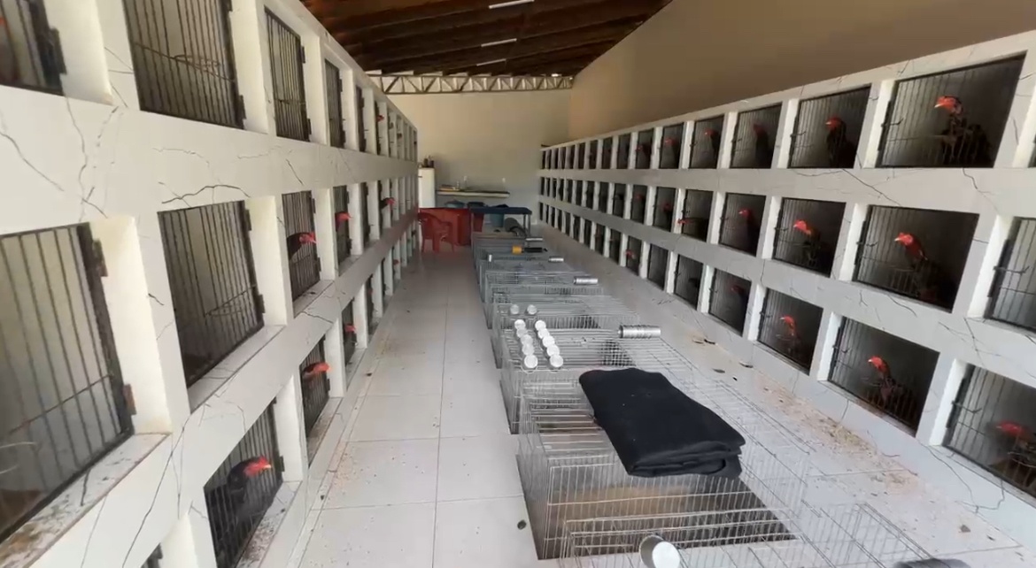 Criadouro ficava em um sítio que dava apoio a um grupo criminoso atuando na zona Sul da capital