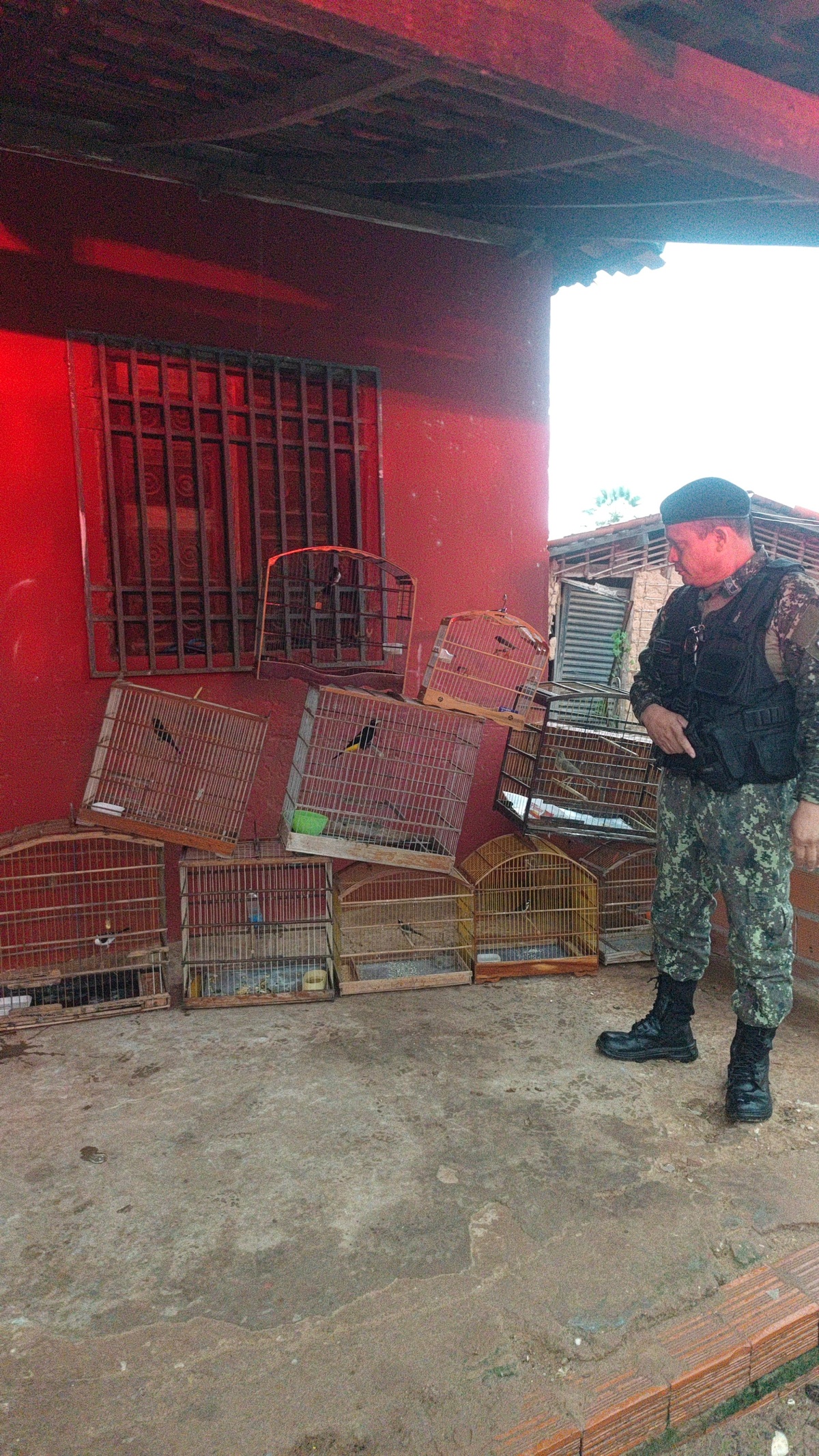 crime ambiental