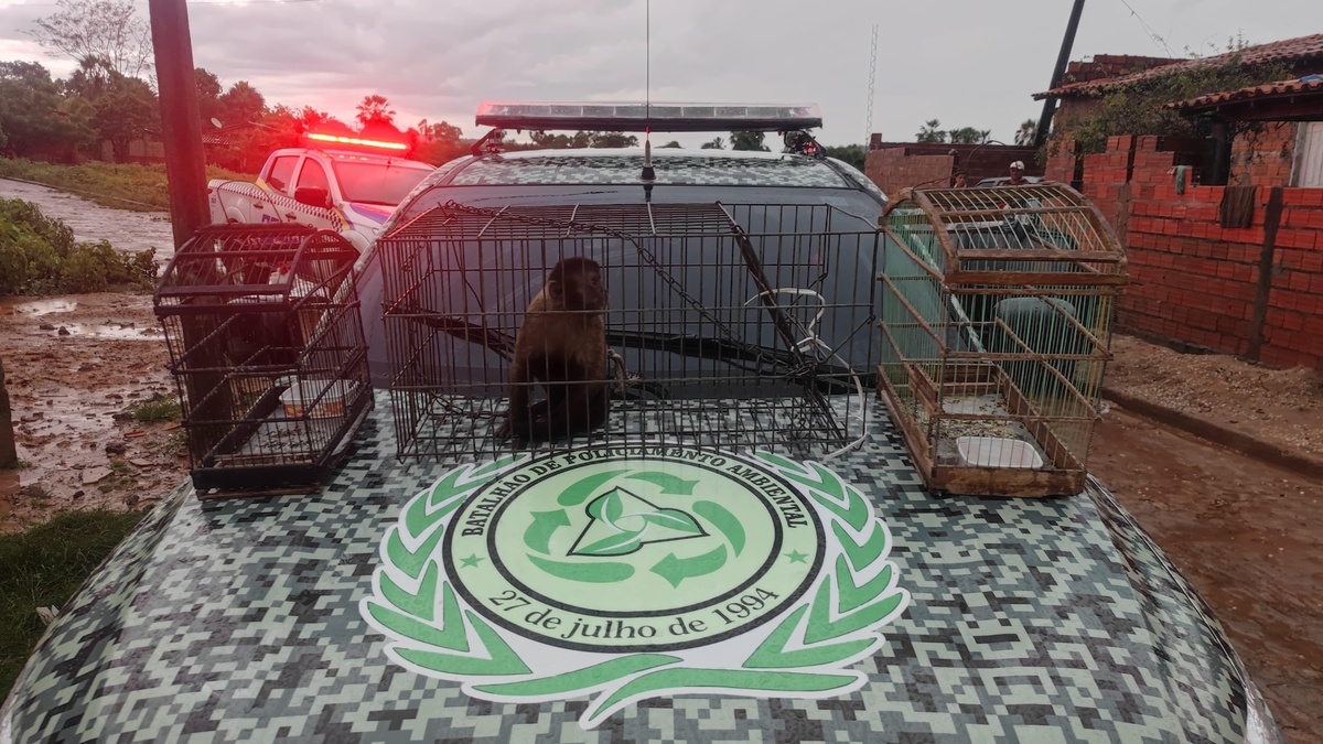 crime ambiental