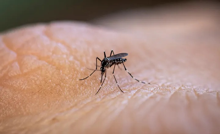 Mulher morre em Bom Jesus vítima de dengue hemorrágica