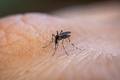 Piauí recebe as primeiras doses de vacina contra a dengue nesta sexta-feira