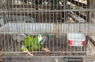 Resgate de animais silvestres (Foto: Ascom Polícia Civil)