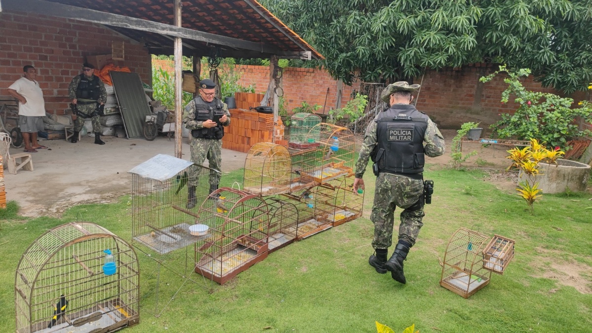 Animais silvestres são apreendidos em cativeiro