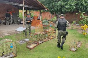 Animais silvestres são apreendidos em cativeiro (Foto: Reprodução)