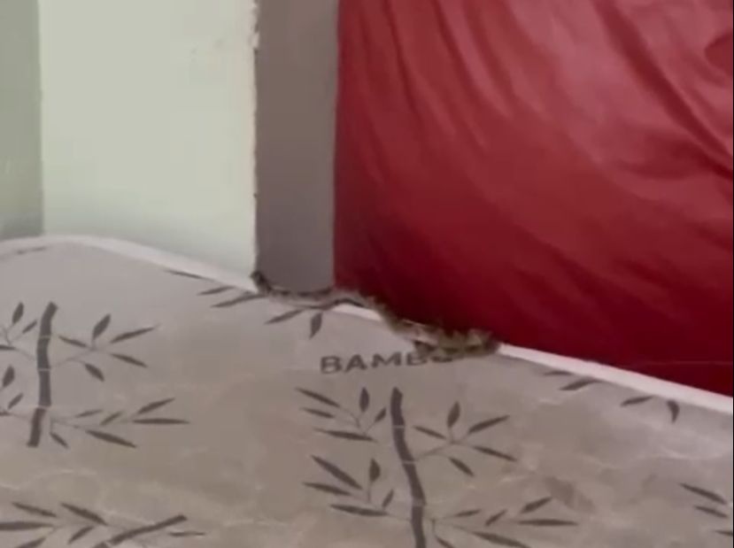 Cobra é encontrada dentro de dormitório médico em Parnaíba