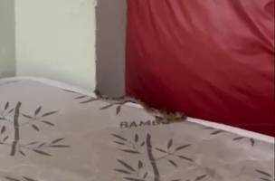 Cobra é encontrada dentro de dormitório médico em Parnaíba (Foto: Reprodução)