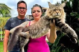 Com 1,30 metro de comprimento e quase 11 quilos, o gato Xartrux aguarda avaliação do Guinness Book – (Foto: Arquivo Pessoal/Reprodução)