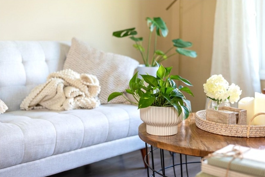 Flora Brasileira para decoração